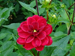DSC00550.JPG