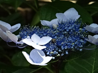 DSC00702.JPG