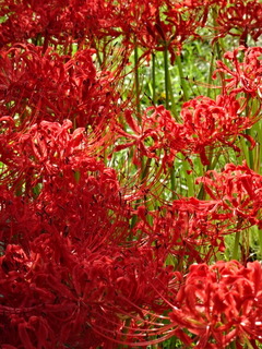 DSC01481.JPG