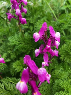 IMG_0896.jpg