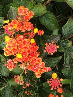 IMG_3337.jpg