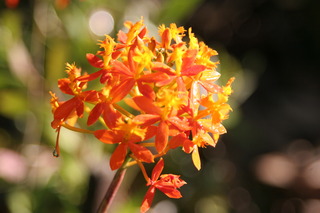 IMG_8534.JPG