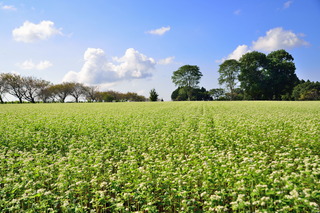 pixta_30746172_XL.jpg